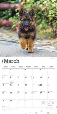 Show full view: German Shepherds 2026 Square Flap Wall Calendar slide 3 of 4