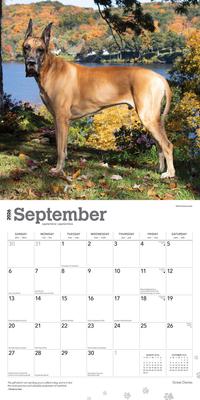 Show full view: Great Danes 2026 Square Flap Wall Calendar slide 4 of 4