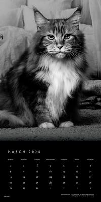 Show full view: Cat, The Regal, The BrownTrout Portrait Series 2026 Square Flap Wall Calendar slide 3 of 4