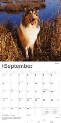Show full view: Collies 2026 Square Flap Wall Calendar slide 4 of 4