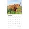 Show in main carousel: Highland Cows 2026 Square Flap Wall Calendar slide 3 of 4