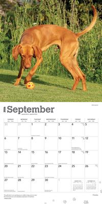 Show full view: Vizslas 2026 Square Flap Wall Calendar slide 4 of 4