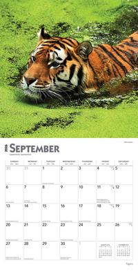 Show full view: Tigers 2026 Square Flap Wall Calendar slide 4 of 4
