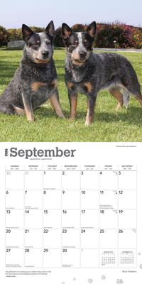 Show full view: Blue Heelers 2026 Square Flap Wall Calendar slide 4 of 4