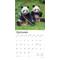 Show in main carousel: Giant Pandas 2026 Square Flap Wall Calendar slide 4 of 4