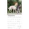 Show in main carousel: Australian Cattle Dogs 2026 Square Flap Wall Calendar slide 4 of 4