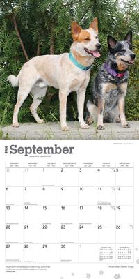 Show full view: Australian Cattle Dogs 2026 Square Flap Wall Calendar slide 4 of 4