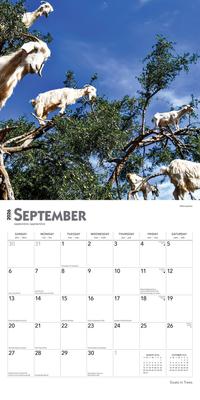Show full view: Goats in Trees 2026 Square Flap Wall Calendar slide 4 of 4