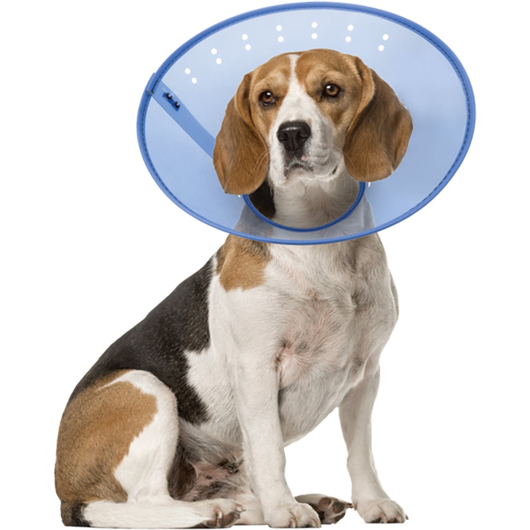 Calm Paws Calming Dog E-Collar, Medium