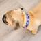 Show in main carousel: Zaley Designs Purple Starfish Cotton Dog Collar, Large: 15 to 25-in neck, 1-in wide slide 4 of 6