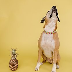 Zaley Designs Neon Pineapples Cotton Dog Collar, Large: 15 to 25-in neck, 1-in wide slide 2 of 6
