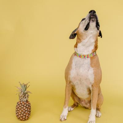 Show full view: Zaley Designs Neon Pineapples Cotton Dog Collar, Large: 15 to 25-in neck, 1-in wide slide 5 of 6
