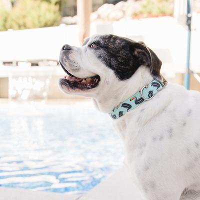 Show full view: Zaley Designs Mint Toucans Summer Cotton Dog Collar, Large: 15 to 25-in neck, 1-in wide slide 3 of 5
