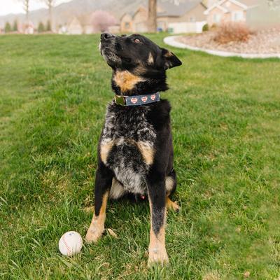 Show full view: Zaley Designs Baseball Hearts Cotton Dog Collar, X-Small: 8 to 12-in neck, 5/8-in wide slide 4 of 5