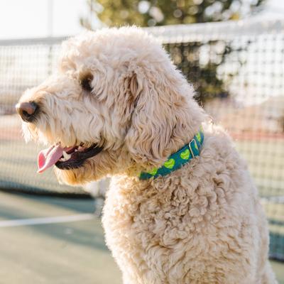 Show full view: Zaley Designs Tennis Ball Hearts Cotton Dog Collar, Large: 15 to 25-in neck, 1-in wide slide 3 of 5