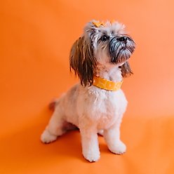 Zaley Designs Oranges Fruit Cotton Dog Collar, Large: 15 to 25-in neck, 1-in wide slide 2 of 5