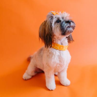 Show full view: Zaley Designs Oranges Fruit Cotton Dog Collar, X-Small: 8 to 12-in neck, 5/8-in wide slide 3 of 5