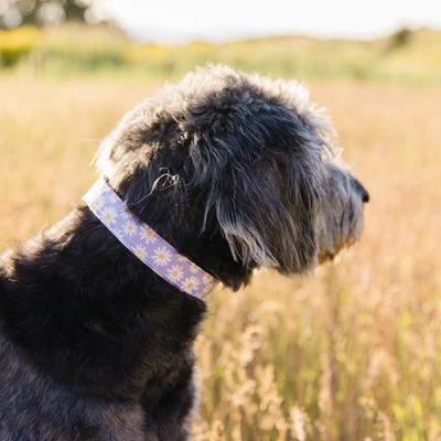 Show full view: Zaley Designs Daisies Floral Cotton Dog Collar, Purple, Medium: 13 to 20-in neck, 1-in wide slide 3 of 6