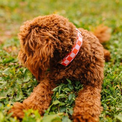 Show full view: Zaley Designs Checkered Cotton Dog Collar, Pink & Orange, Medium: 13 to 20-in neck, 1-in wide slide 3 of 7