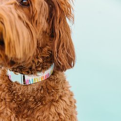 Zaley Designs Colorful Birthday Cotton Dog Collar, Large: 15 to 25-in neck, 1-in wide slide 2 of 5