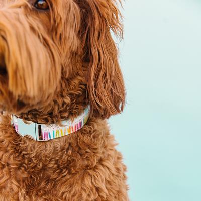 Show full view: Zaley Designs Colorful Birthday Cotton Dog Collar, X-Small: 8 to 12-in neck, 5/8-in wide slide 3 of 5