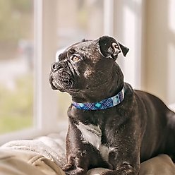 Zaley Designs Trim to Size Blue Plaid Polyurethane Dog Collar, Small: 9 to 16-in neck, 3/4-in wide slide 2 of 6