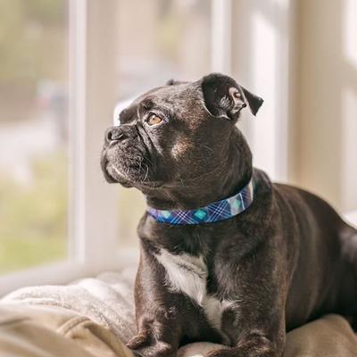 Show full view: Zaley Designs Trim to Size Blue Plaid Polyurethane Dog Collar, Small: 9 to 16-in neck, 3/4-in wide slide 5 of 6