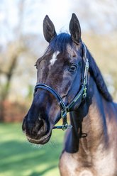 LeMieux Rope Control Horse Headcollar, Brown, Full slide 2 of 3