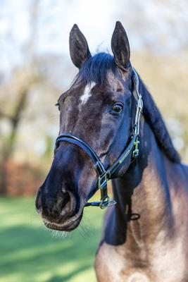 Show full view: LeMieux Rope Control Horse Headcollar, Brown, Full slide 2 of 3