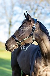 LeMieux Rope Control Horse Headcollar, Black, Full slide 2 of 2