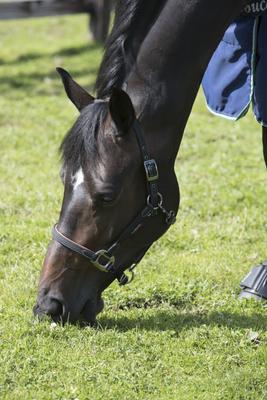 Show full view: LeMieux Break Away Horse Headcollar, Black, Full slide 7 of 9