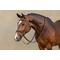 Show in main carousel: LeMieux Kudos Work Horse Bridle, Brown, Cob slide 3 of 5