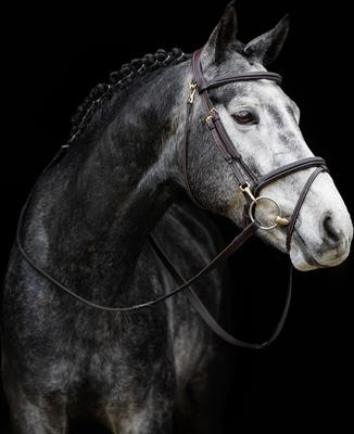 Show full view: LeMieux Kudos Work Horse Bridle, Brown, Cob slide 4 of 5