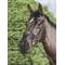 Show in main carousel: LeMieux Comfort Shield Horse Nose Filter, Black, Medium, 2 count slide 3 of 3