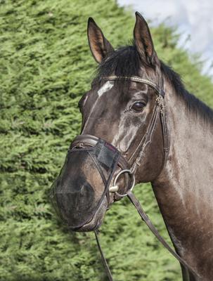 Show full view: LeMieux Comfort Shield Horse Nose Filter, Black, Medium, 2 count slide 3 of 3