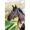 Show in main carousel: LeMieux Rope Control Horse Headcollar, Brown, Full slide 3 of 3