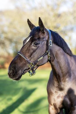 Show full view: LeMieux Rope Control Horse Headcollar, Brown, Full slide 3 of 3