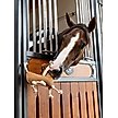 Show in main carousel: LeMieux Horse Toy Sausage Dog, Sausage Dog slide 4 of 4