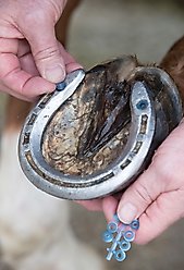 LeMieux Horse Stud Plugz, Blue slide 2 of 3