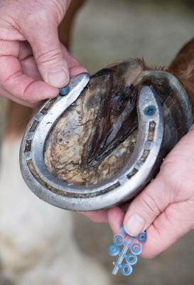 Show full view: LeMieux Horse Stud Plugz, Blue slide 3 of 3