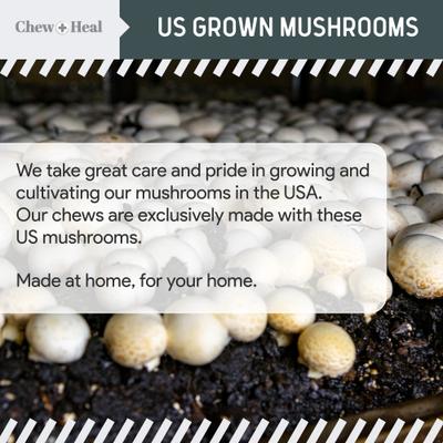 Show full view: Chew + Heal Immune Support Mushroom Complex Soft Chews Supplement for Dogs, 90 count slide 5 of 11