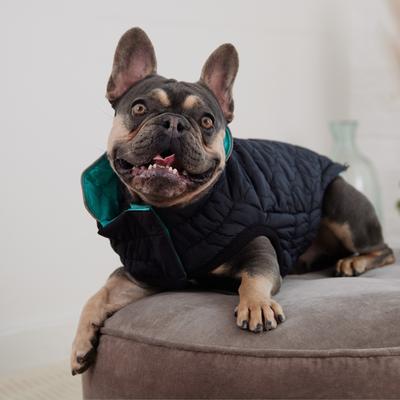 Show full view: GF Pet Reversible Chalet Dog Jacket, Black/Aqua, Medium slide 6 of 12