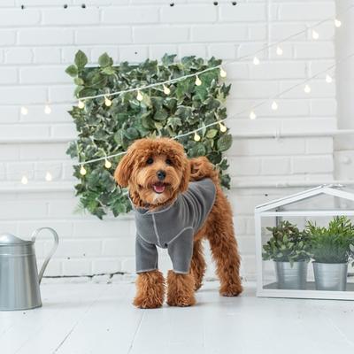 Show full view: GF Pet Gondola Base Layer Dog Sweater, Charcoal, Large slide 4 of 9