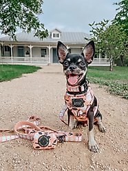 Sassy Woof Squad Ghouls Adjustable Dog Harness, Small: 16 to 21-in chest slide 2 of 5