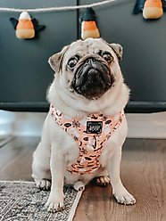 Sassy Woof Squad Ghouls Adjustable Dog Harness, X-Small: 14 to 19-in chest slide 2 of 5