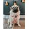 Show in main carousel: Sassy Woof Squad Ghouls Adjustable Dog Harness, X-Small: 14 to 19-in chest slide 5 of 6