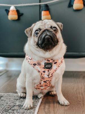 Show full view: Sassy Woof Squad Ghouls Adjustable Dog Harness, X-Small: 14 to 19-in chest slide 5 of 6