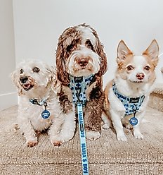 Sassy Woof Mama's Boy Dog Collar Tag slide 2 of 5