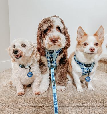 Show full view: Sassy Woof Mama's Boy Dog Collar Tag slide 5 of 5