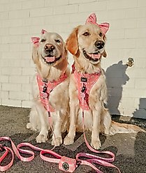 Sassy Woof Mama's Girl Dog Collar Tag slide 2 of 5